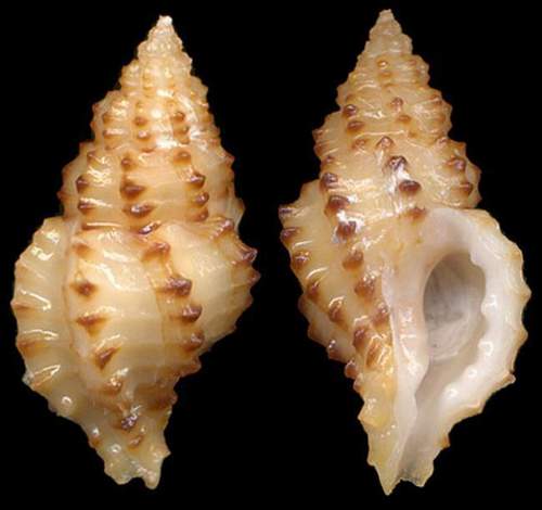 Pollia scabra